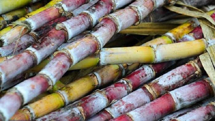     Canne à sucre : une bonne récolte pour 2020

