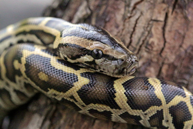     Un python s'échappe d'une animalerie à Petit-Bourg 

