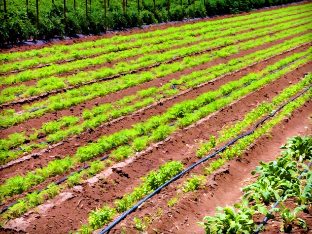     COVID-19 : quel impact  sur l'agriculture et le système alimentaire ?

