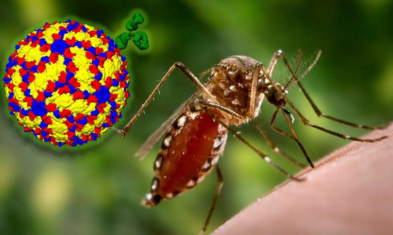    25 cas de dengue en Martinique, les autorités appellent à la vigilance individuelle et collective

