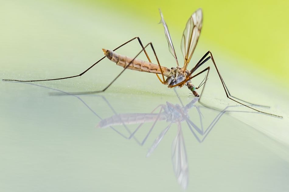     Six foyers de Dengue localisés en Guadeloupe

