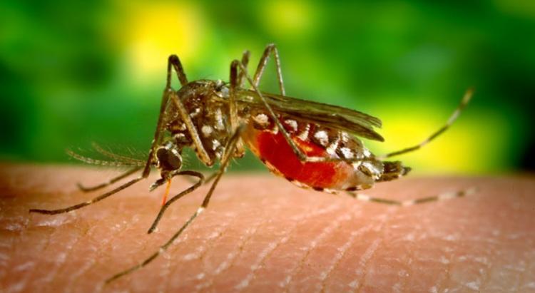     Un vaccin japonais contre la dengue plus efficace que le Dengvaxia ?

