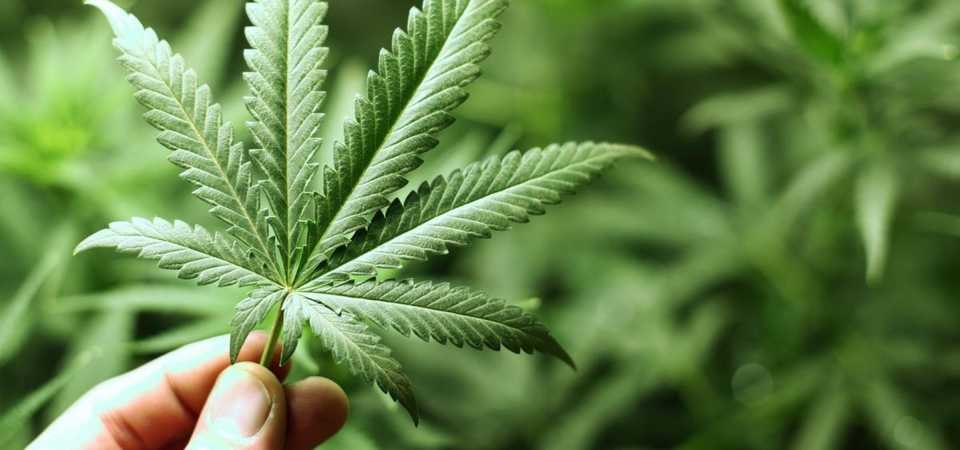     Le gouvernement trinidadien présentera un projet de loi en faveur de la dépénalisation du cannabis

