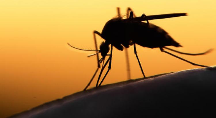     Le virus de la dengue continue sa progression en Martinique

