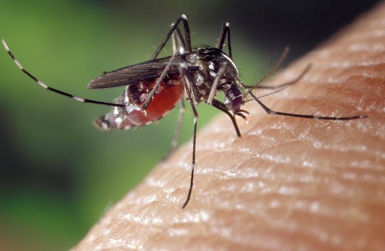     Dengue : 8 cas confirmés la semaine dernière


