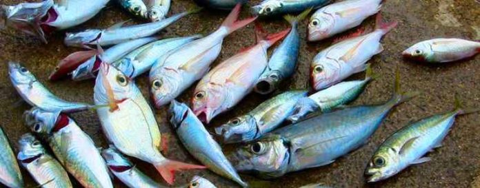     Un poisson qui arrive en Guadeloupe sans aucune traçabilité 

