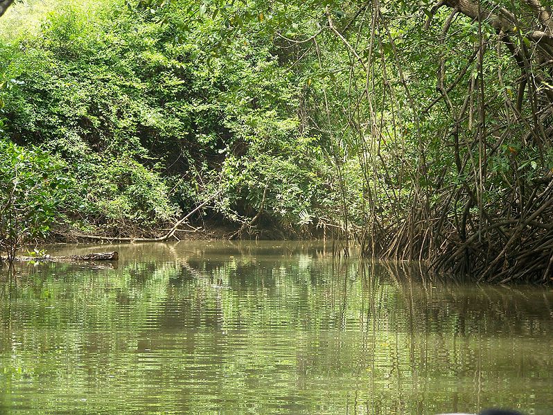     Découvrez la mangrove du Grand-Cul-de-Sac dans un kayak

