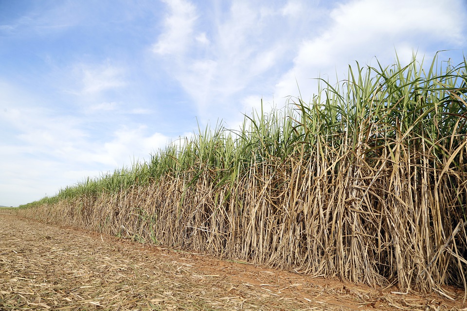     Un avenir toujours incertain pour  l'usine sucrière de Grande Anse 

