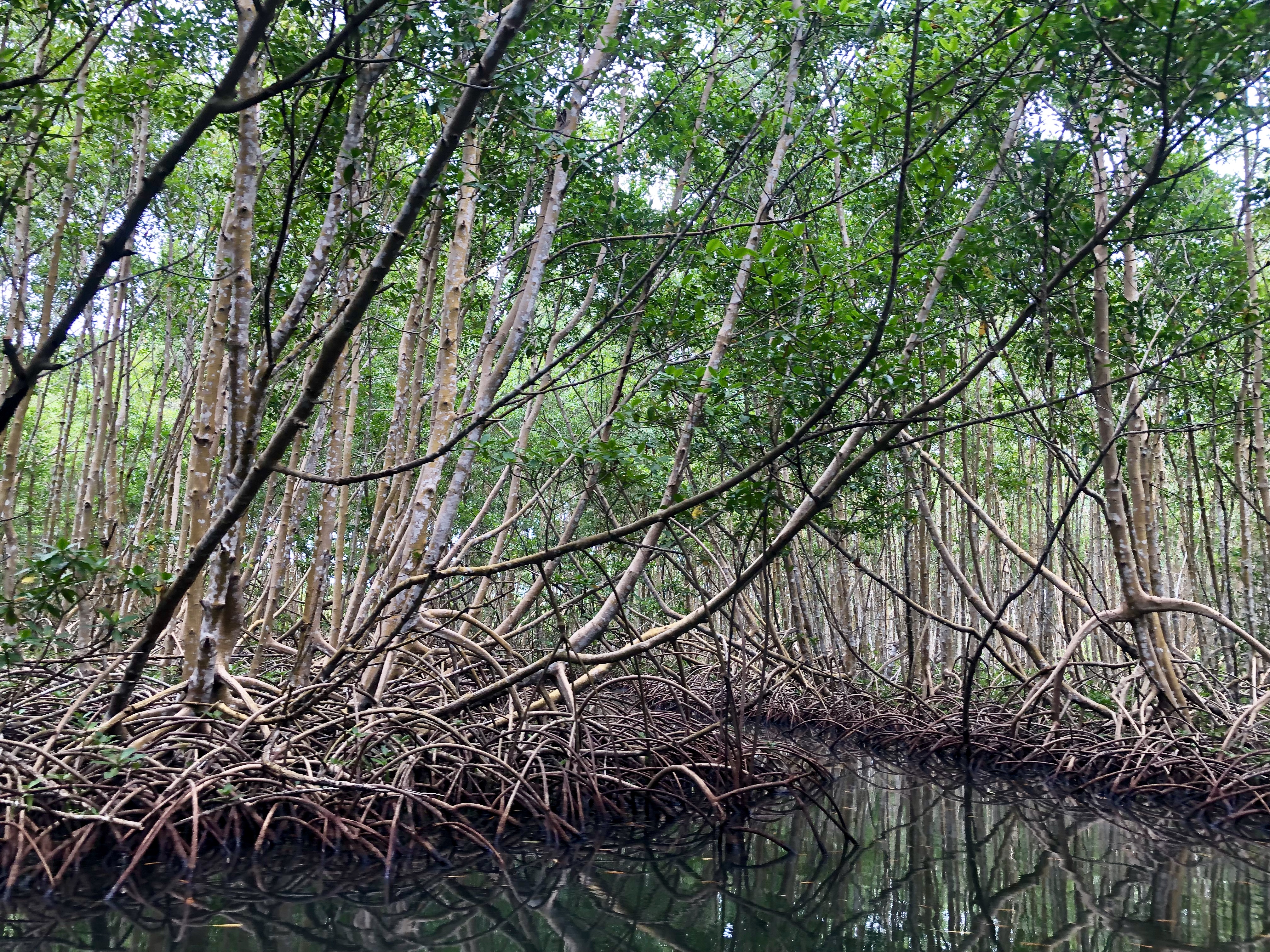     Le corps d'une femme portée disparue retrouvé dans la mangrove de Grand-Baie

