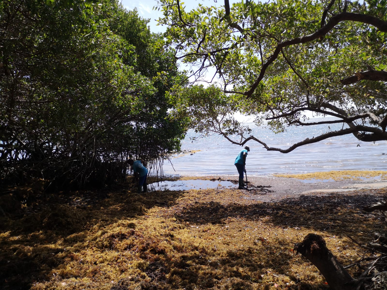    Trinité : les sargasses sont de retour sur le littoral 

