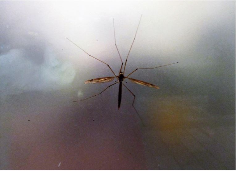     La Guadeloupe toujours en proie à l'épidémie de dengue

