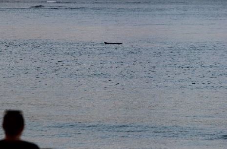     Pépin, le cachalot nain, continue de se promener dans la baie de Trinité

