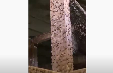     Des milliers de chauves-souris ont élu domicile dans le sous-sol d'un bâtiment à Acajou

