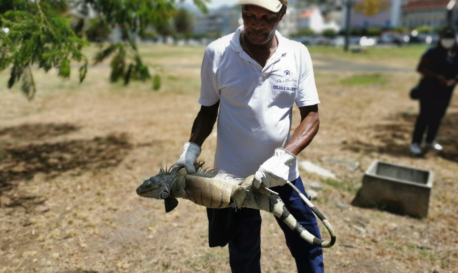     La ville de Fort-de-France capture des iguanes communs pour lutter contre leur prolifération

