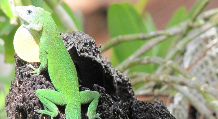     La colonisation aurait décimé les reptiles de Guadeloupe selon une étude

