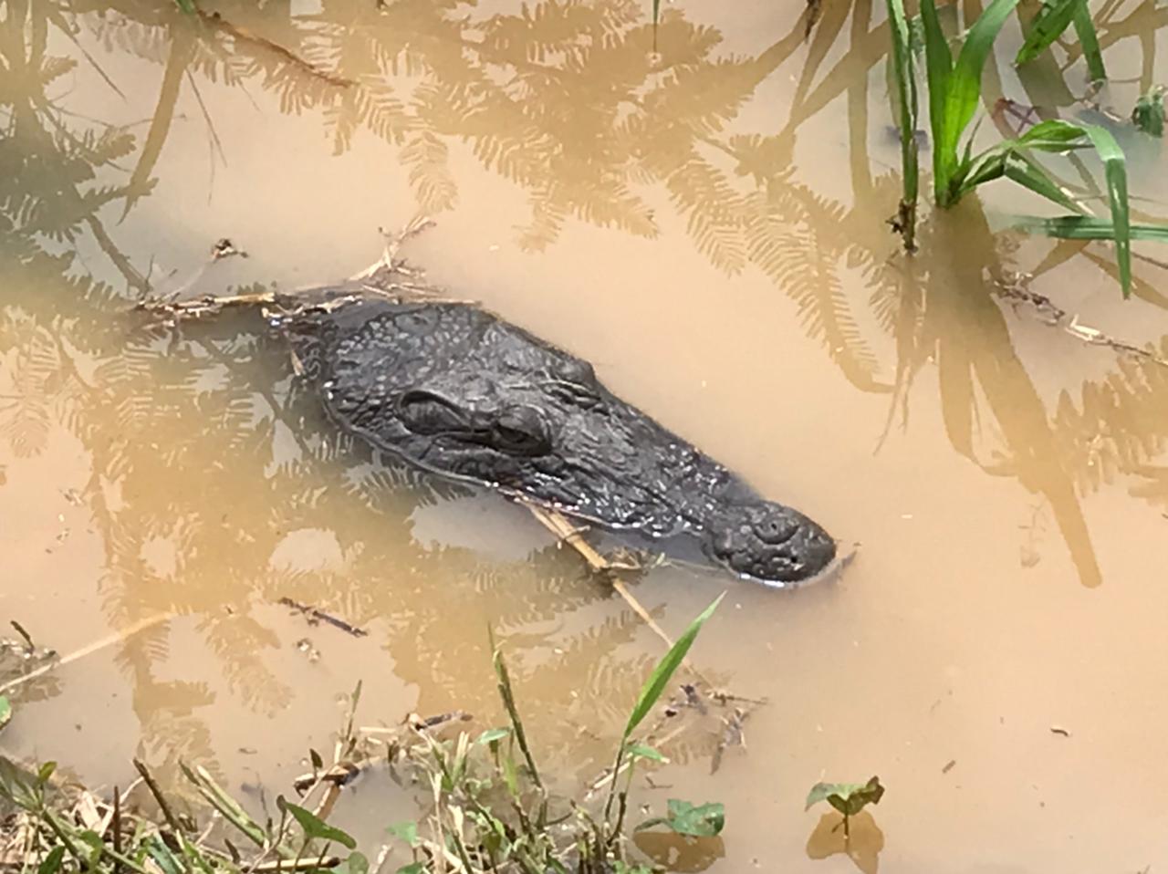     [PHOTOS] Le crocodile du Lamentin refait surface

