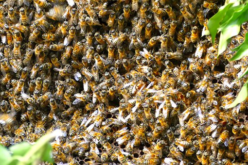     Attaque d'abeilles sur le chantier du futur CHU aux Abymes 


