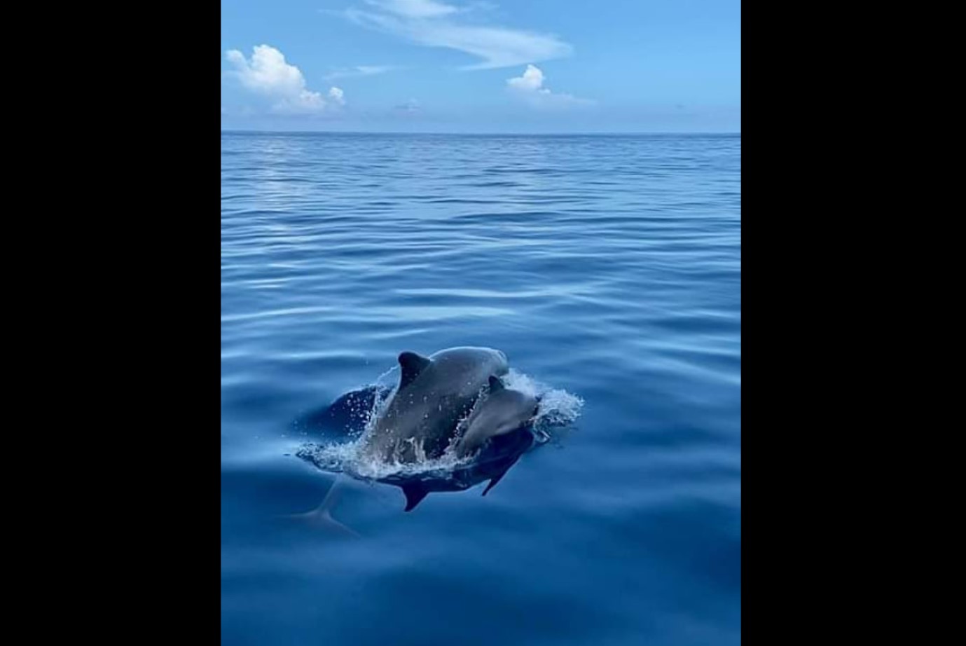     Un bébé dauphin et sa mère aperçus dans nos eaux 


