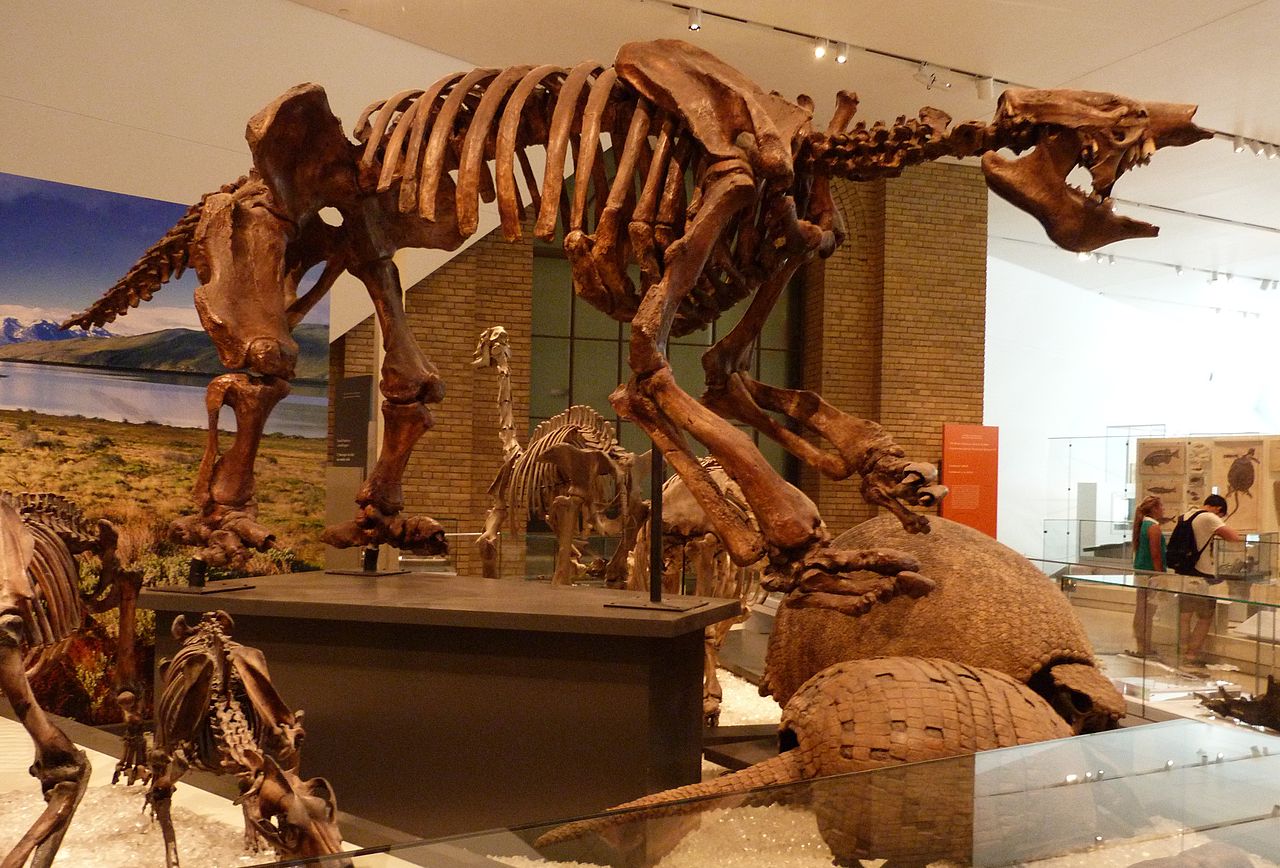     Un énorme fossile de paresseux découvert en Guyane 

