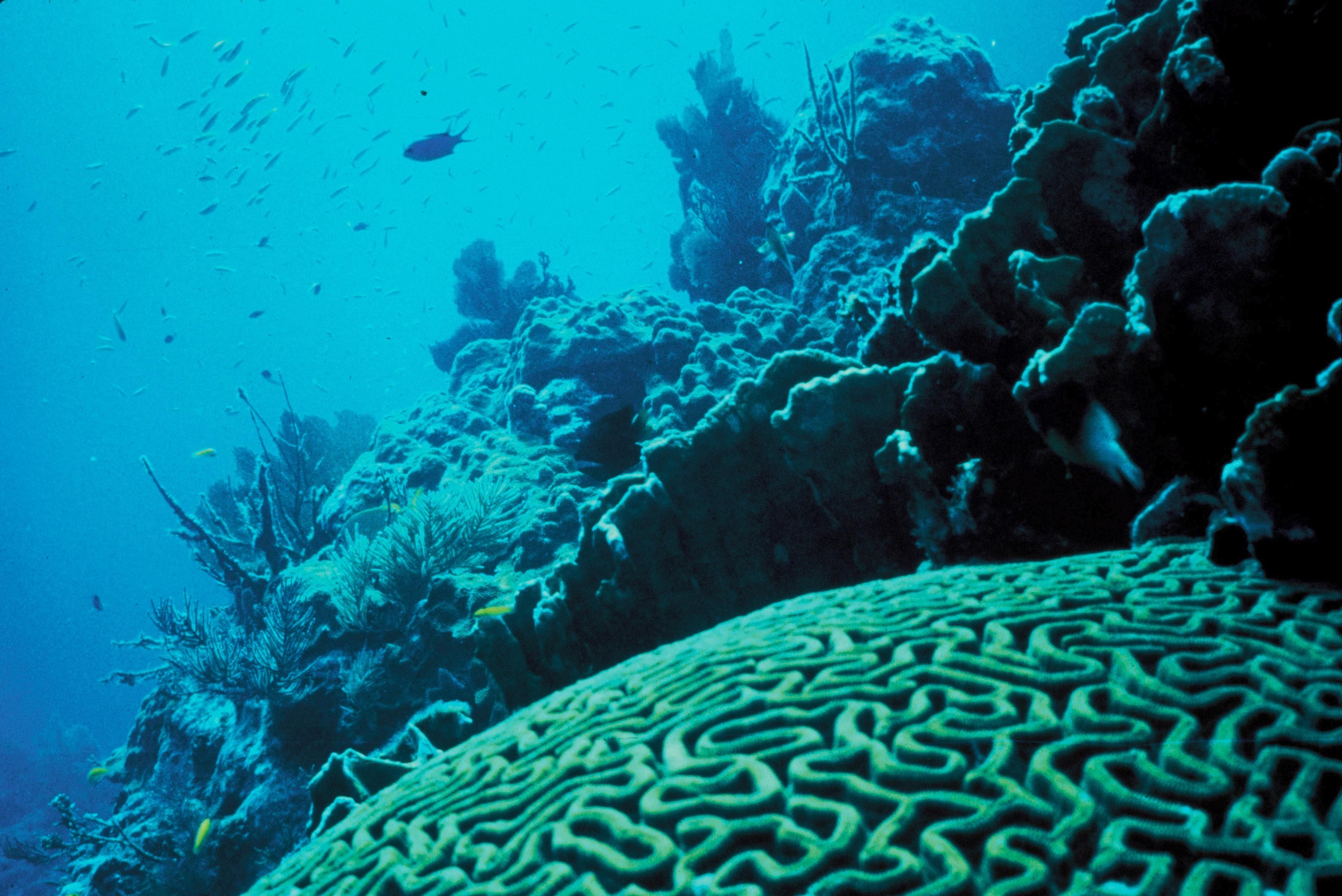     Le corail des Caraïbes touché par une inquiétante maladie 

