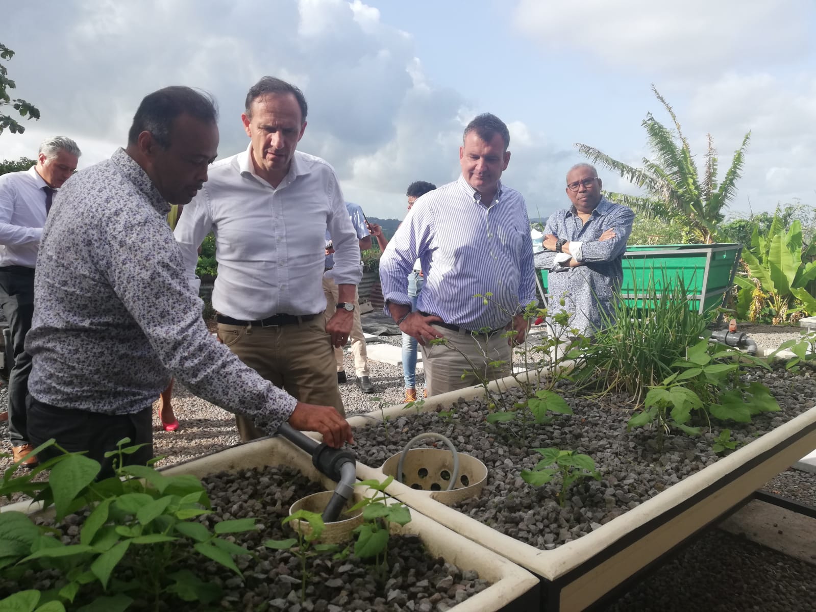     Aquaponie : une alternative pour l'agriculture en Martinique ? 


