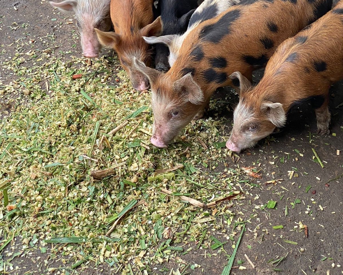     Peste porcine africaine : début de la campagne de prévention et de sensibilisation en Martinique

