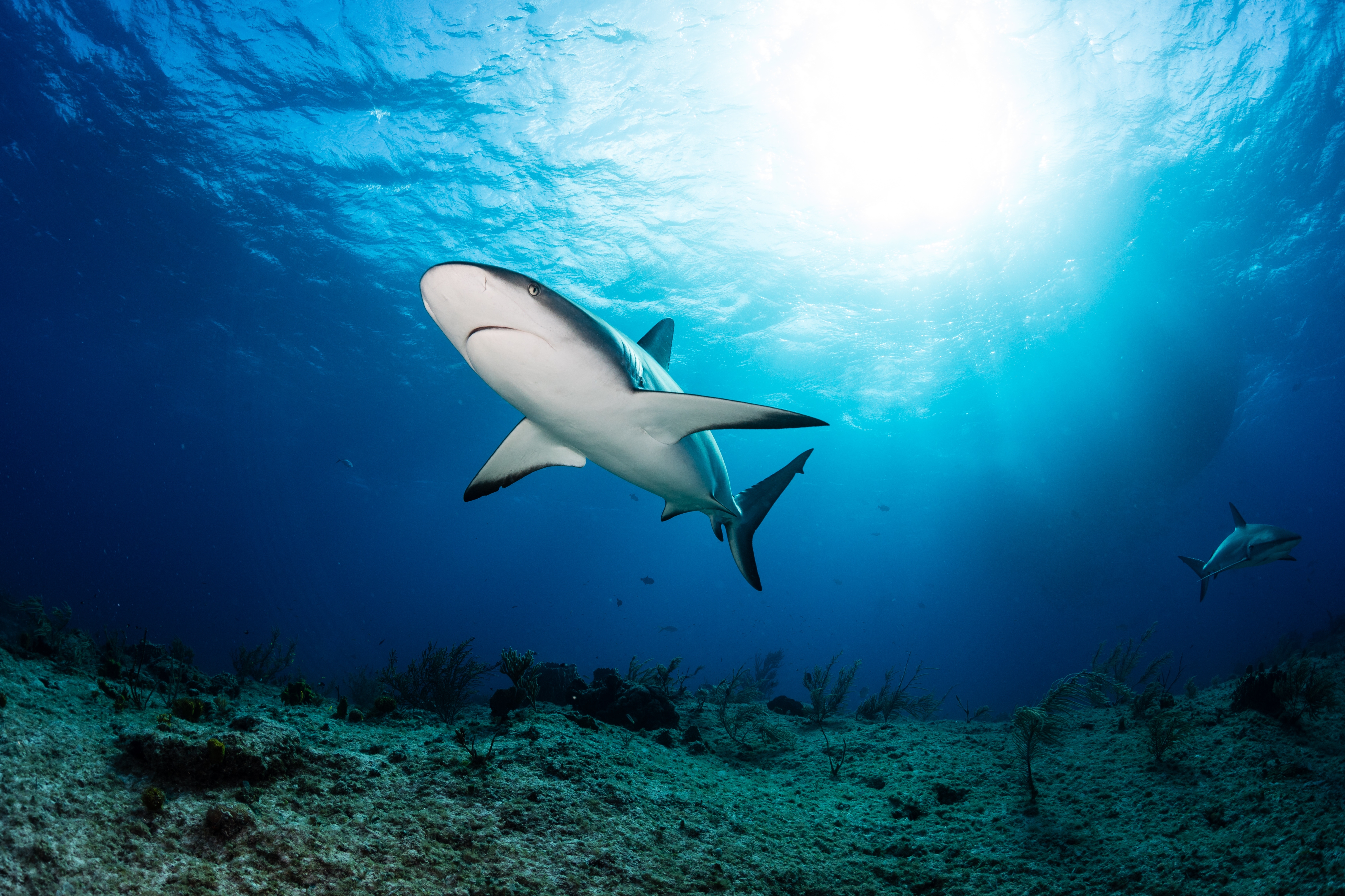     Une touriste américaine tuée par un requin au Bahamas

