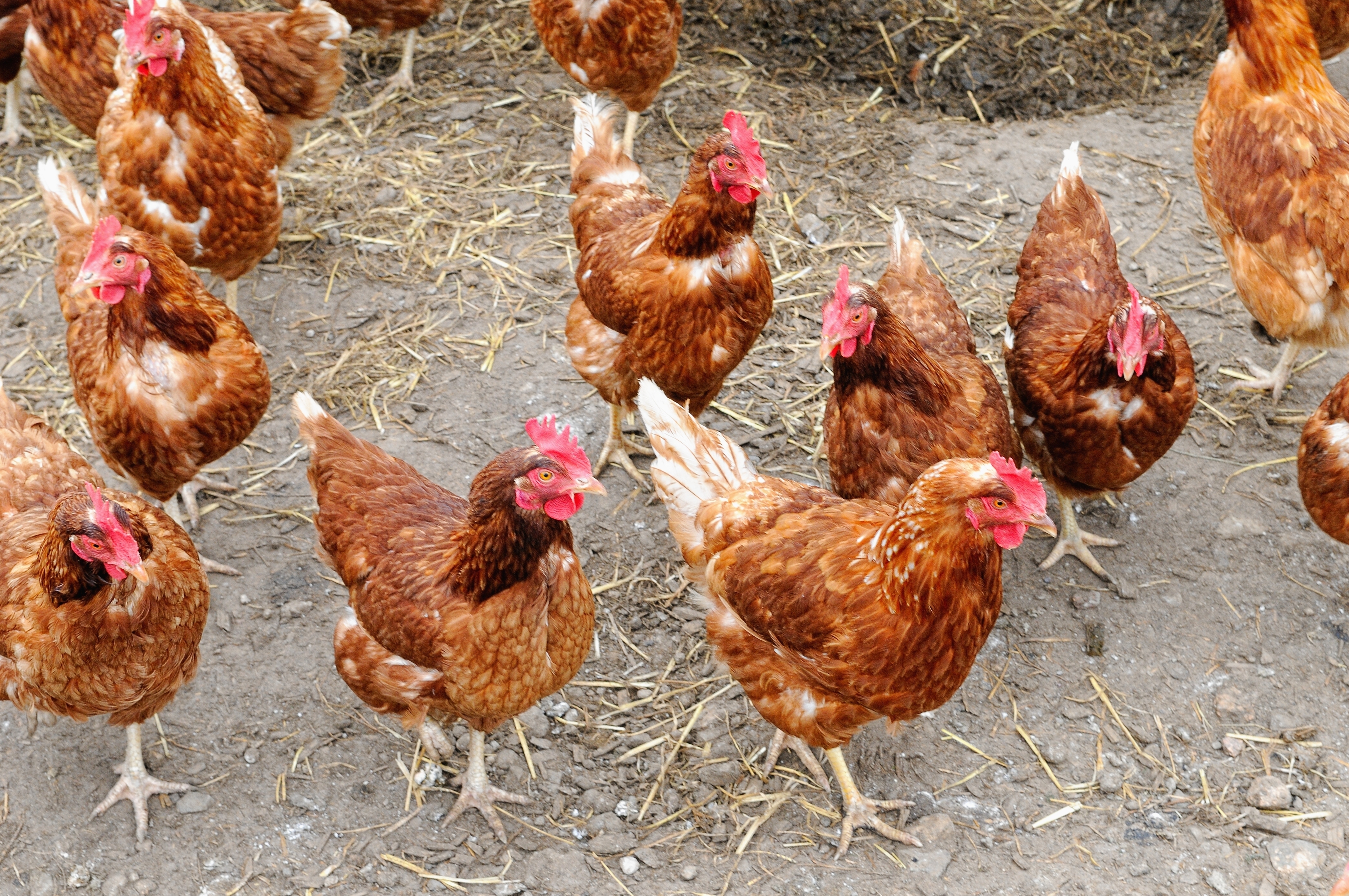     Grippe aviaire : les autorités appellent à la vigilance en Martinique

