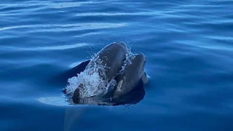 Un Bebe Dauphin Et Sa Mere Apercus Dans Nos Eaux