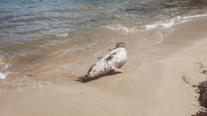 Un dauphin retrouvé mort à Saint-François