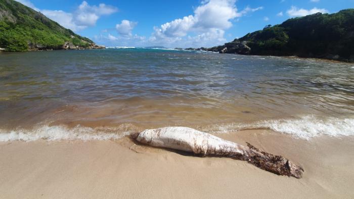 Un dauphin retrouvé mort à Saint-François