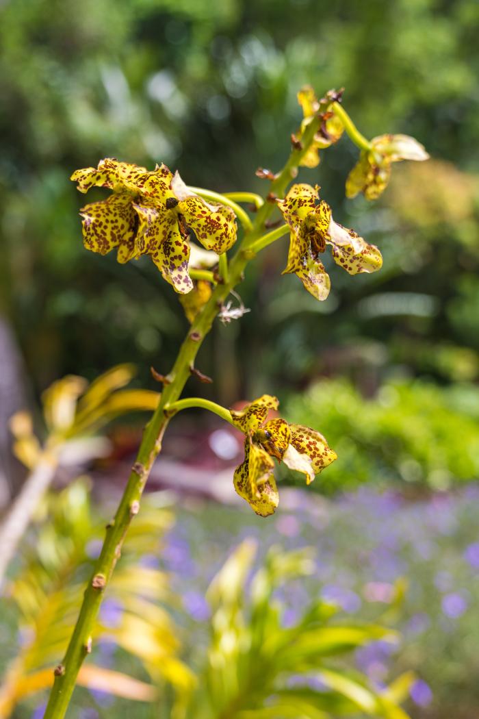 orchidée 