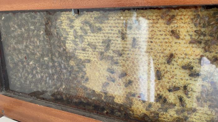 miellerie belle hotesse abeilles