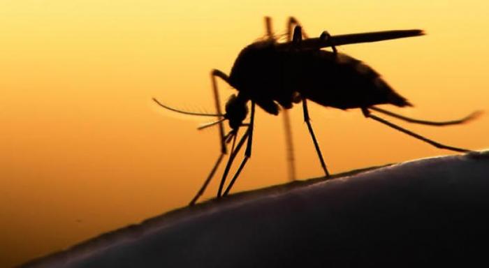     5 cas de dengue confirmés en Martinique depuis début février

