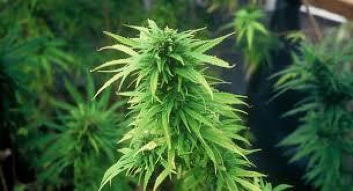     500 pieds de cannabis saisis à Sainte-Rose 

