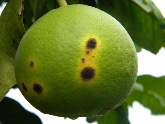     Alerte au chancre citrique en Martinique

