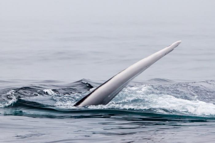     Blue Whale Challenge : un nouveau "challenge" sur internet

