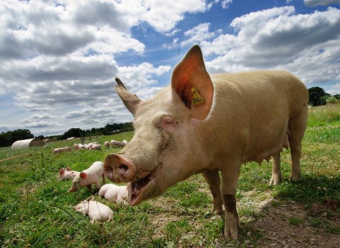     De la viande de porcs nourris à la canne 

