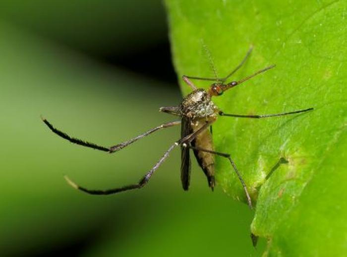     Dengue : un nouveau foyer épidémique localisé au Gosier

