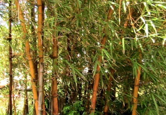     Eradication des bambous aux bords des routes du Parc national 

