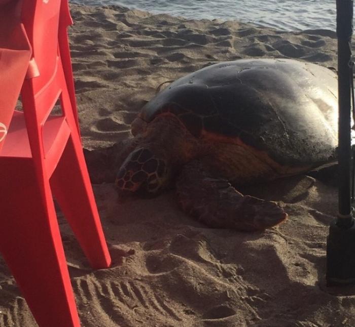     Il faut sauver les tortues marines

