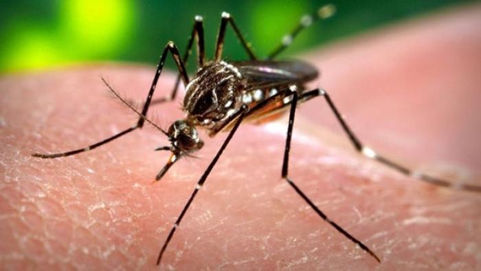     L’épidémie de Zika en Martinique à un niveau stable

