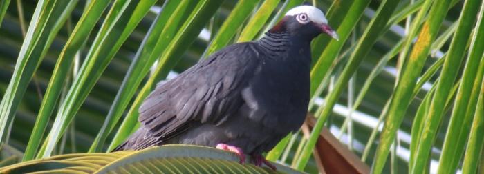     La chasse au pigeon à couronne blanche désormais interdite

