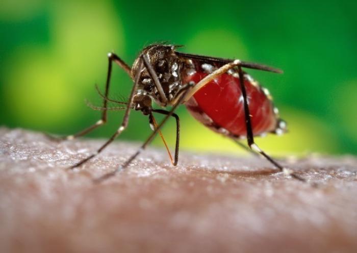     La Martinique enregistre son premier décès directement lié au Zika

