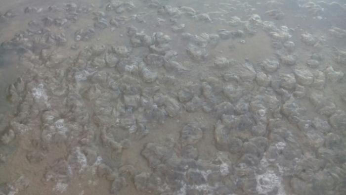     La plage de l'anse madame à Schœlcher envahie par des méduses

