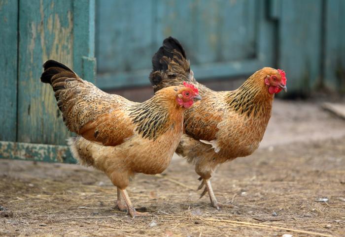     "Le poulet de dégagement": les invendus du marché national dans les territoires ultramarins

