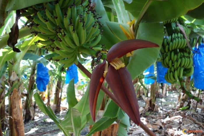     Les bananiers en marche pour la semaine de la coopération agricole

