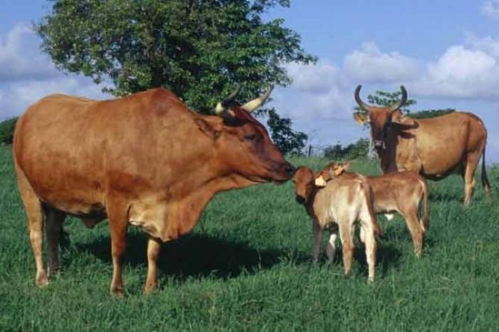     Les éleveurs bovins mobilisés contre les attaques de chiens errants

