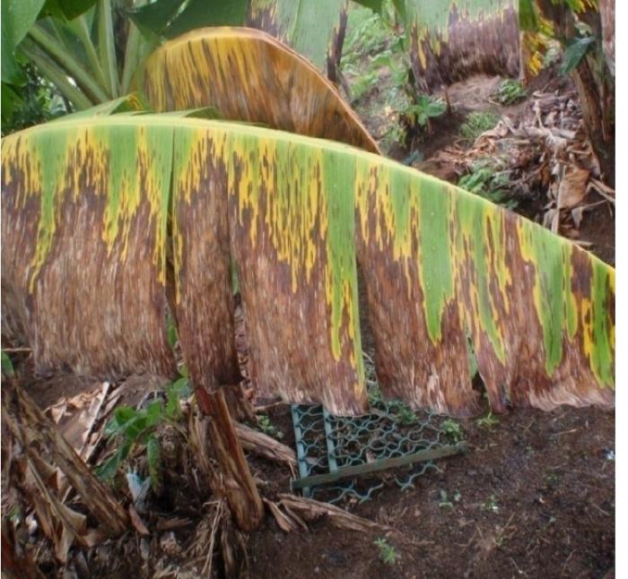     Pluie, soleil  et vent, la cercosporiose noire de retour dans les bananeraies de Martinique

