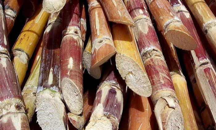     Pénurie de canne à sucre : une SICA pour trouver des solutions


